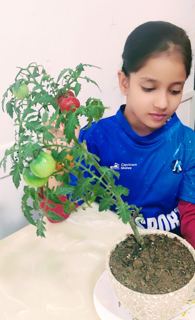 A Tomato tale