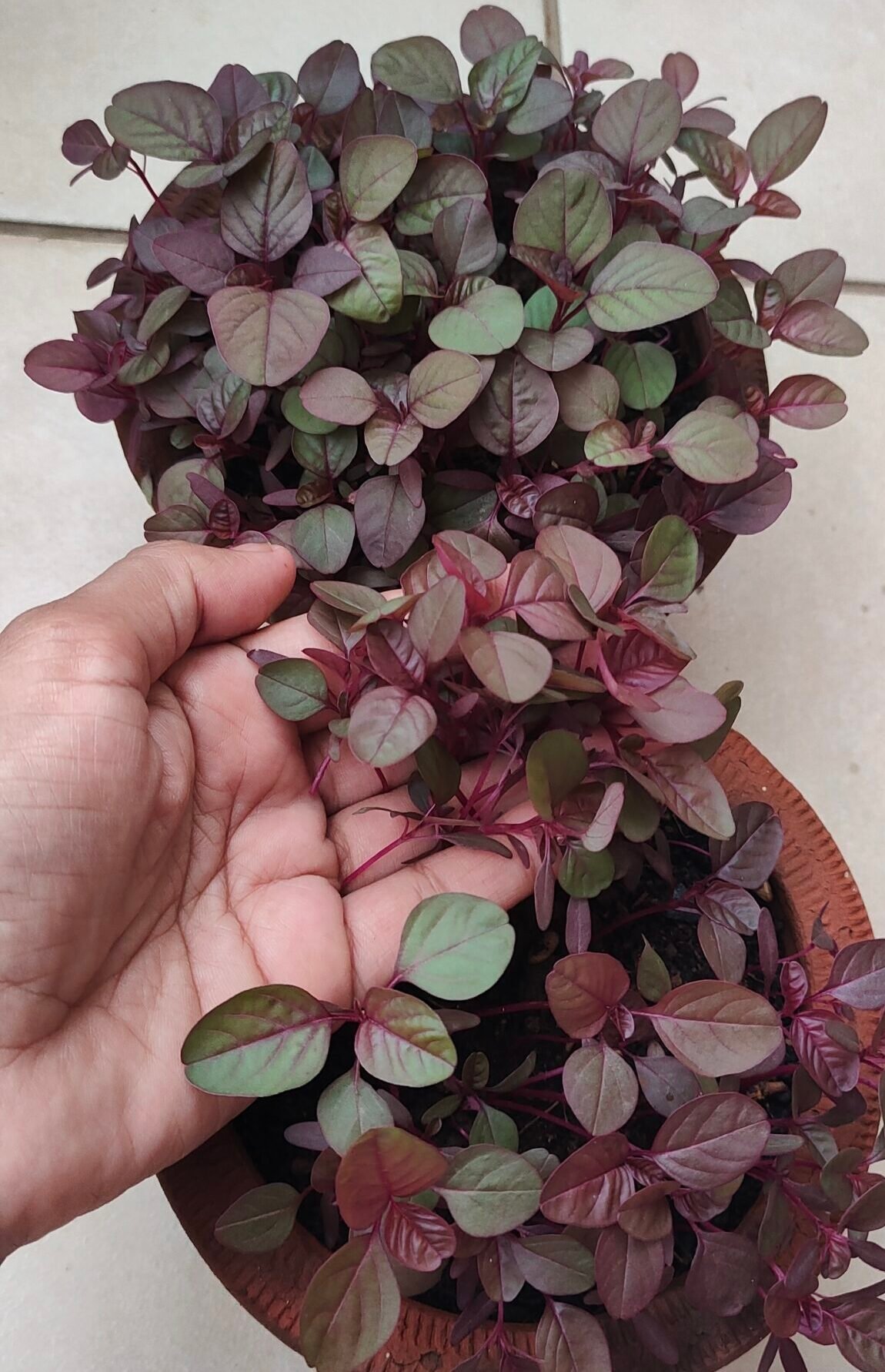 From Survival food to Super food: The timeless journey of Laal Choulai (Purple Amaranth)